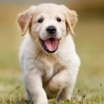 pet's hygiene