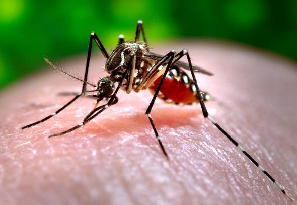 Mosquito, infectious disease