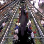 Food production